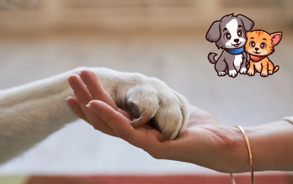 Can I Get Pet Insurance Before Surgery Payzenic