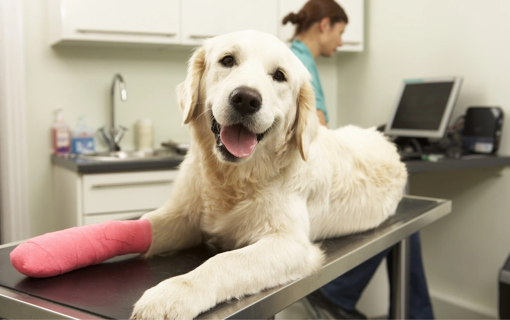 Does Pet Insurance Cover Acl Surgery Payzenic