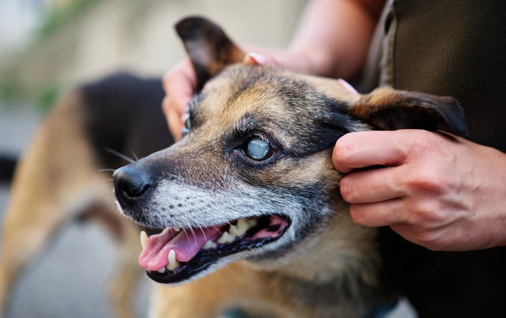 Does Pet Insurance Cover Cataract Surgery Payzenic