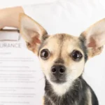 Can You Get Life Insurance On A Dog Payzenic 1