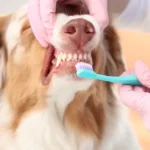 Does Pet Insurance Cover Dental Cleaning Payzenic