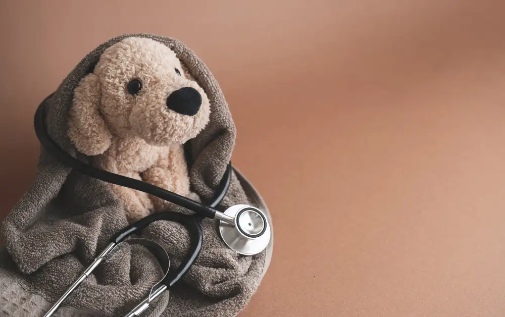 Does Pet Insurance Cover Surgery Payzenic