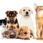 Does Usaa Have Pet Insurance Payzenic