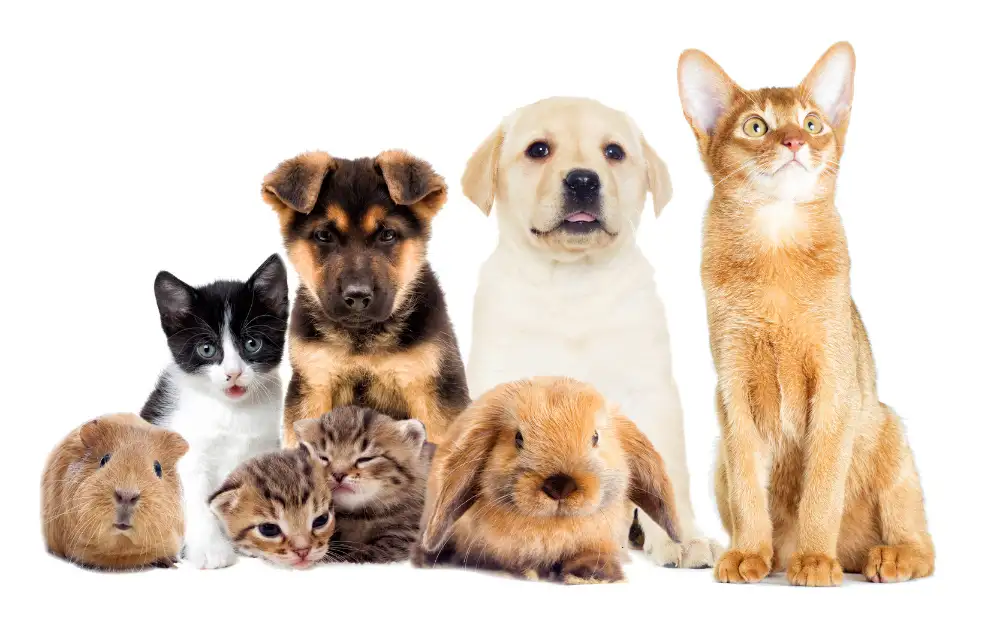 Does Usaa Have Pet Insurance Payzenic