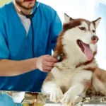 How Much Is A Emergency Vet Visit Without Insurance Payzenic