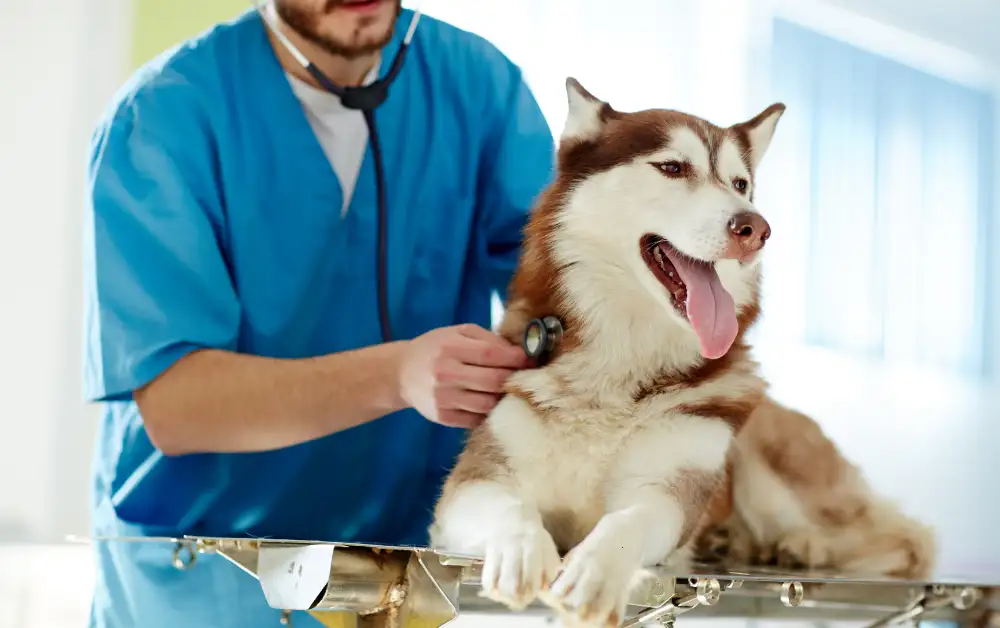 How Much Is A Emergency Vet Visit Without Insurance Payzenic