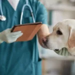 What Pet Insurance Pays Vet Directly Payzenic
