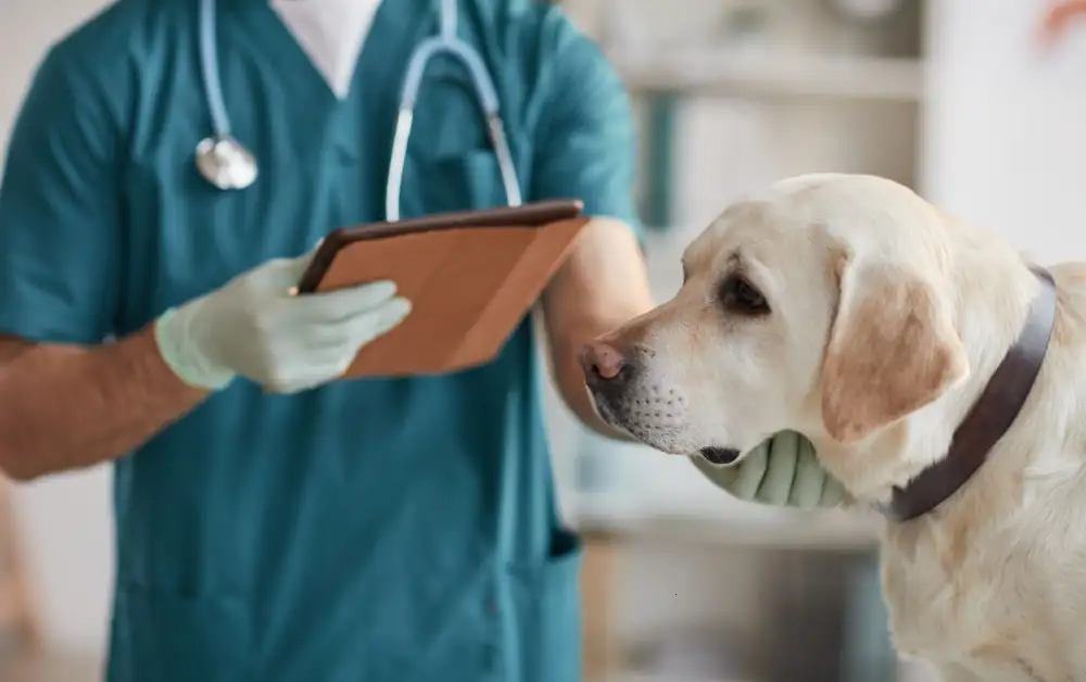 What Pet Insurance Pays Vet Directly Payzenic